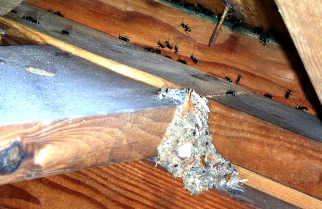 Carpenter Ants in Attic