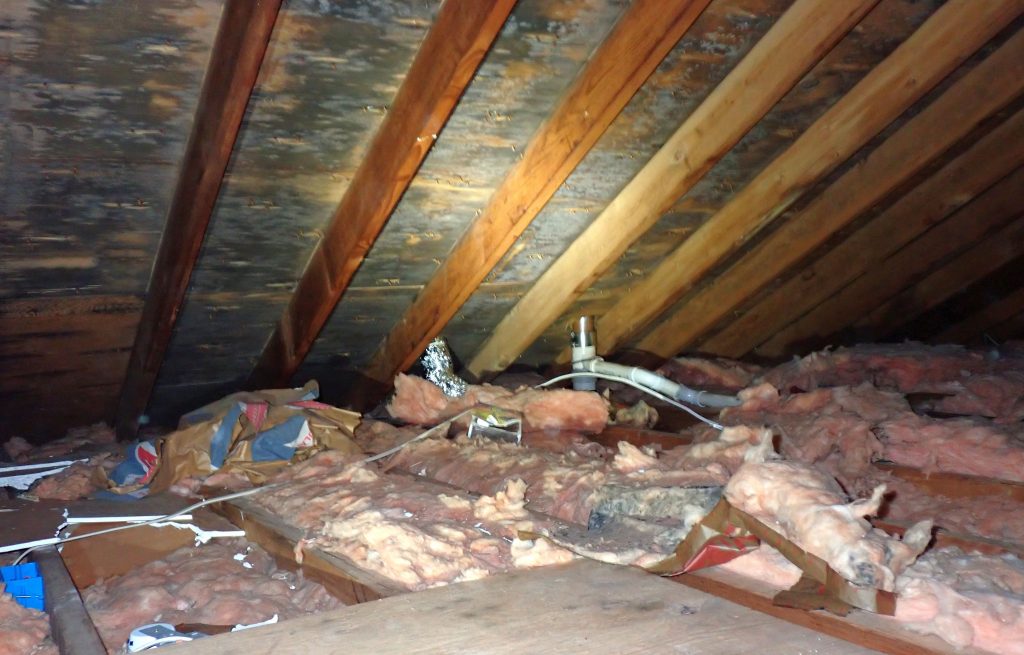 Mold in Attic